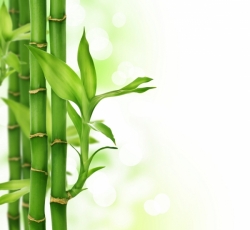 бамбук зеленый